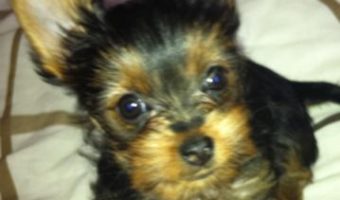 my little yorkie puppy mia