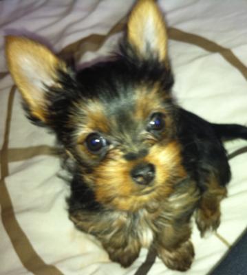 my little yorkie puppy mia