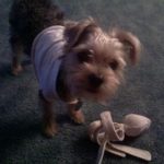 my snorkie bear