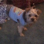 my snorkie bear