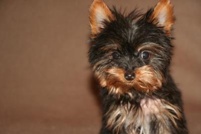yorkie biting I am Coco
