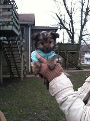 my yorkie chihuahua mix layla