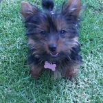 my yorkie is called gabby