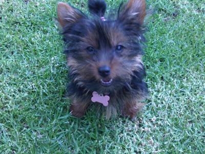 my-yorkie-is-called-gabby-21465560