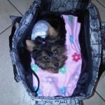 my yorkie is called gabby