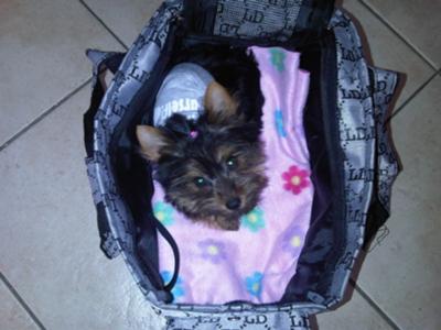 my-yorkie-is-called-gabby-21465561