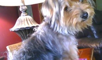 my yorkie is called izzie