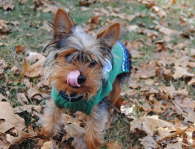 my yorkie max