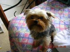 my yorkie mickie