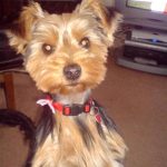 my yorkie penny