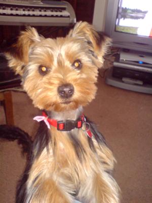 my-yorkie-penny-21610192