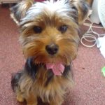 my yorkie penny