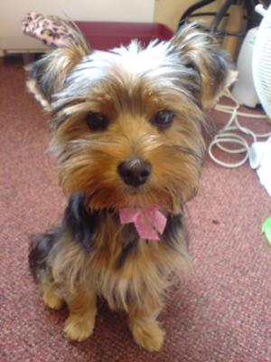 my-yorkie-penny-21610193