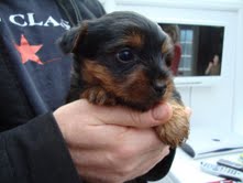 my yorkie pup alfie