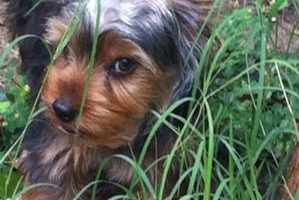 my yorkie puppy gucci