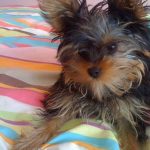 my yorkie puppy lulu