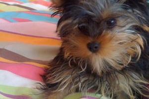 my yorkie puppy lulu