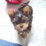 my yorkie puppy lulu