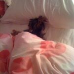 my yorkie puppy lulu
