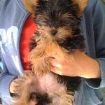 my yorkie puppy lulu