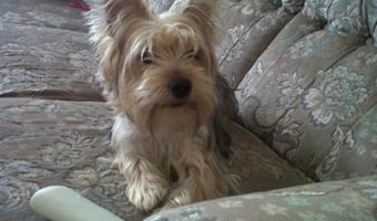 my yorkie sookie