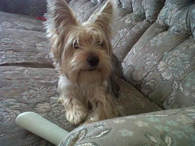 my yorkie sookie