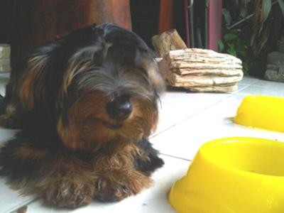 my yorkie stitch