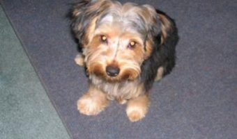 my yorkie tuffy