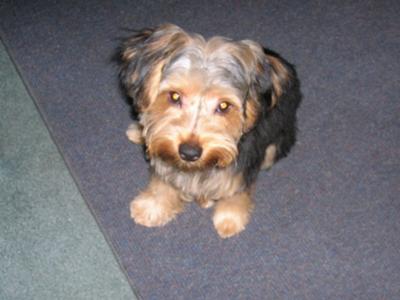 my yorkie tuffy