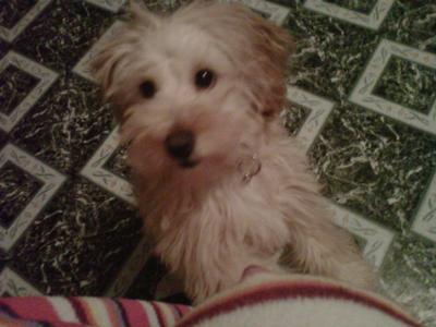 my yorkipoo blondie