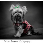 yorkshire terrier black and white