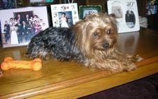 yorkshire terrier picture