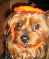 yorkshire terrier picture