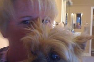 older yorkie and liver problemsanyone