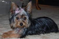 Ooboo - Yorkshire Terriers