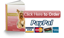 Training Yorkshire Terriers - Buy Now