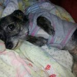 our adopted yorkie chihuahua mix rizzo