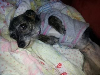 our-adopted-yorkie-chihuahua-mix-rizzo-21620275