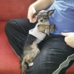 our adopted yorkie chihuahua mix rizzo