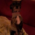 our adopted yorkie chihuahua mix rizzo