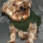 our yorkie chihuahua mix halo