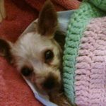 our yorkie chihuahua mix halo