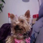 our yorkie chihuahua mix halo