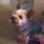 our yorkie chihuahua mix halo