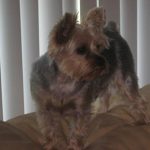 our yorkie gizmo