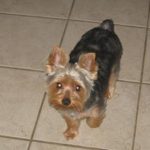 our yorkie gizmo