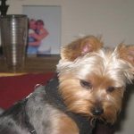 our yorkie gizmo