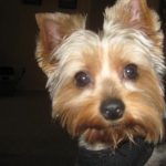 our yorkie gizmo
