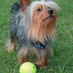 our yorkie gummy bear tipotinto