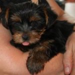 our yorkie gummy bear tipotinto